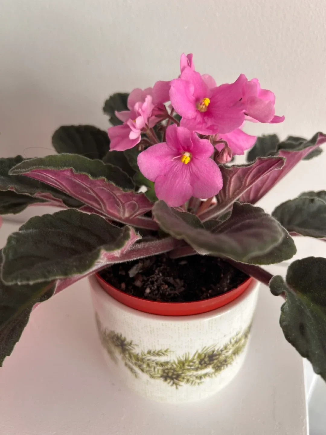 Pink African Violet in FestivePot image indicator(2)