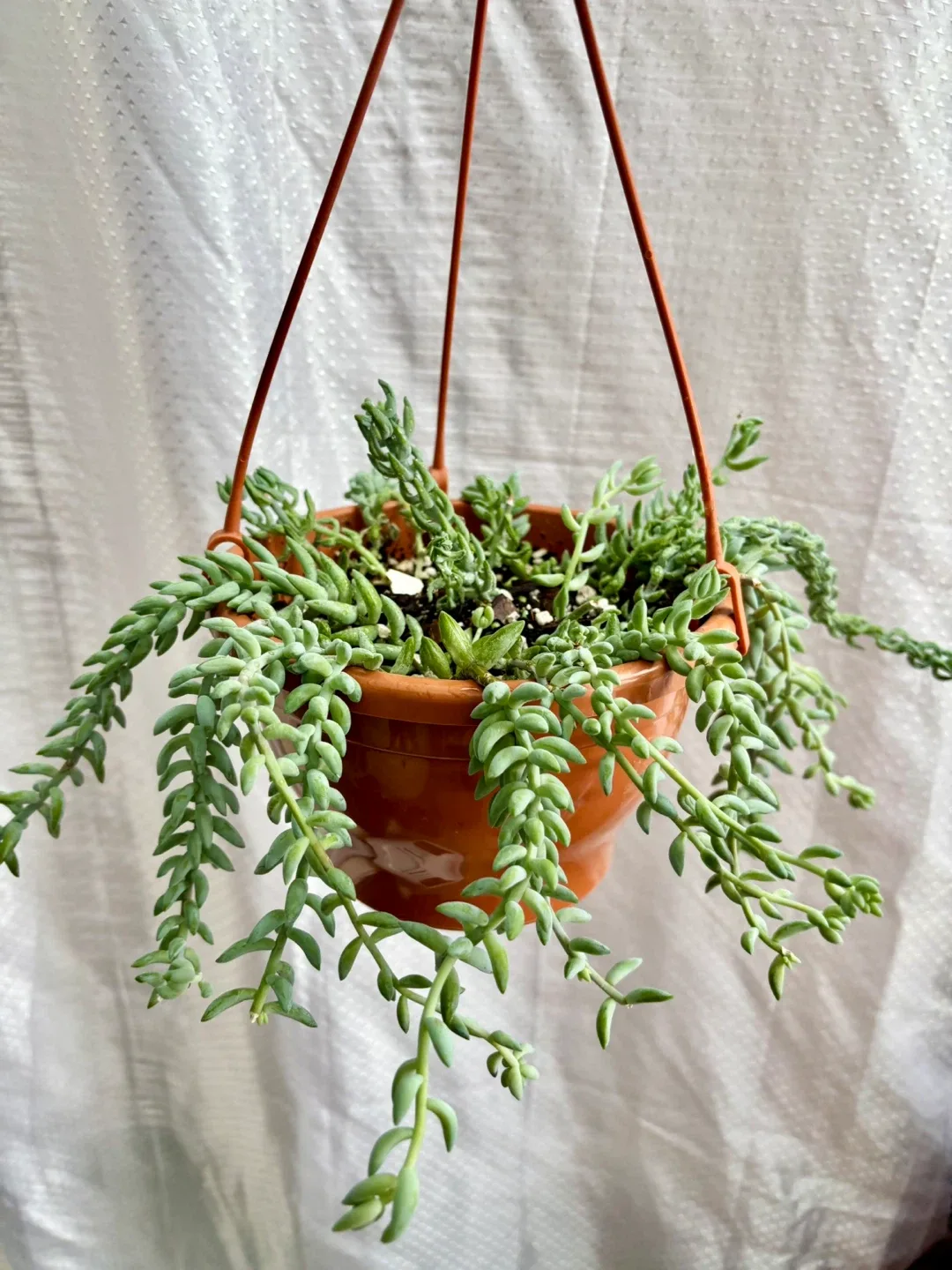 Hanging  Donkey’s Tail Succulent 6” thumbnail