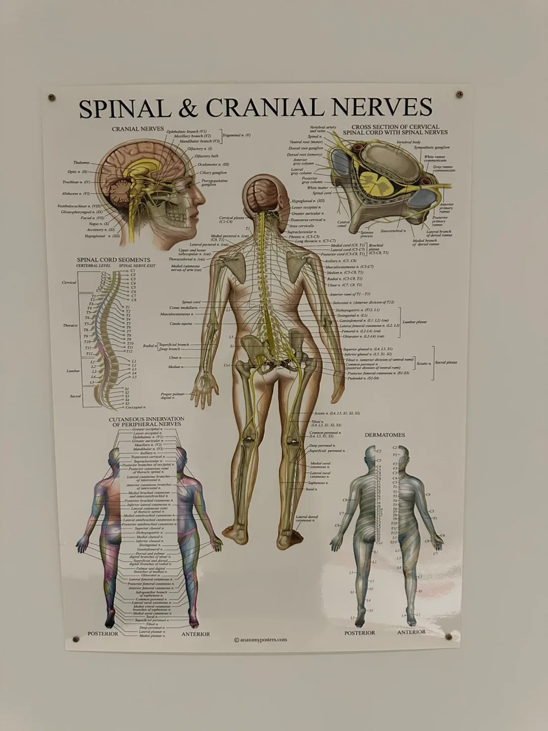Anatomy Posters Set image indicator(3)