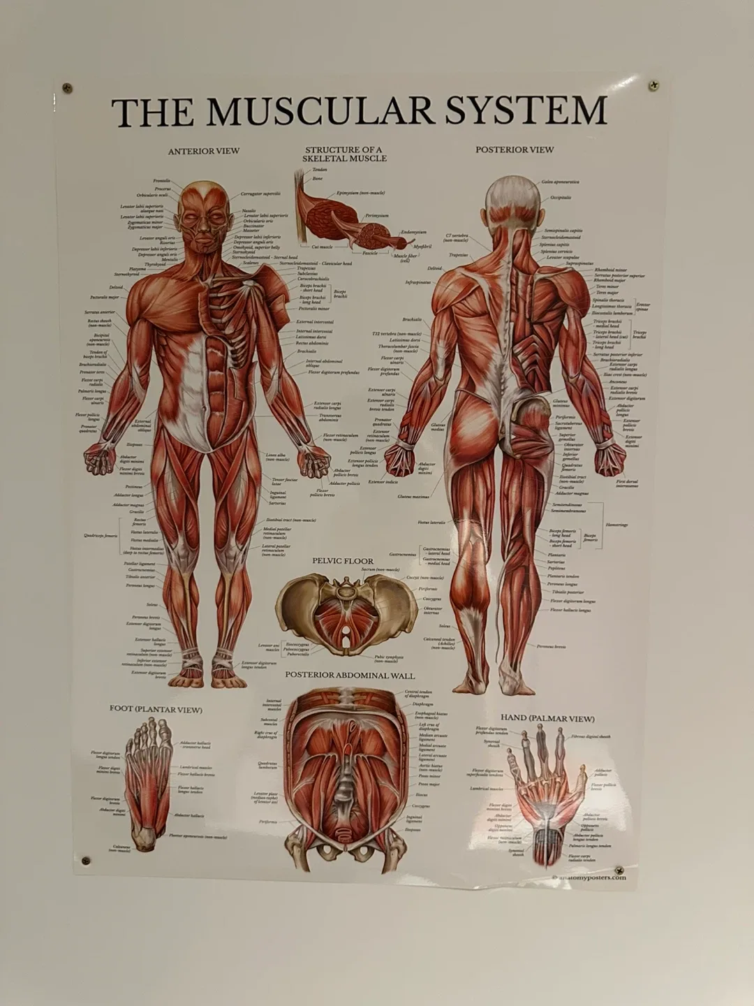 Anatomy Posters Set image indicator(2)