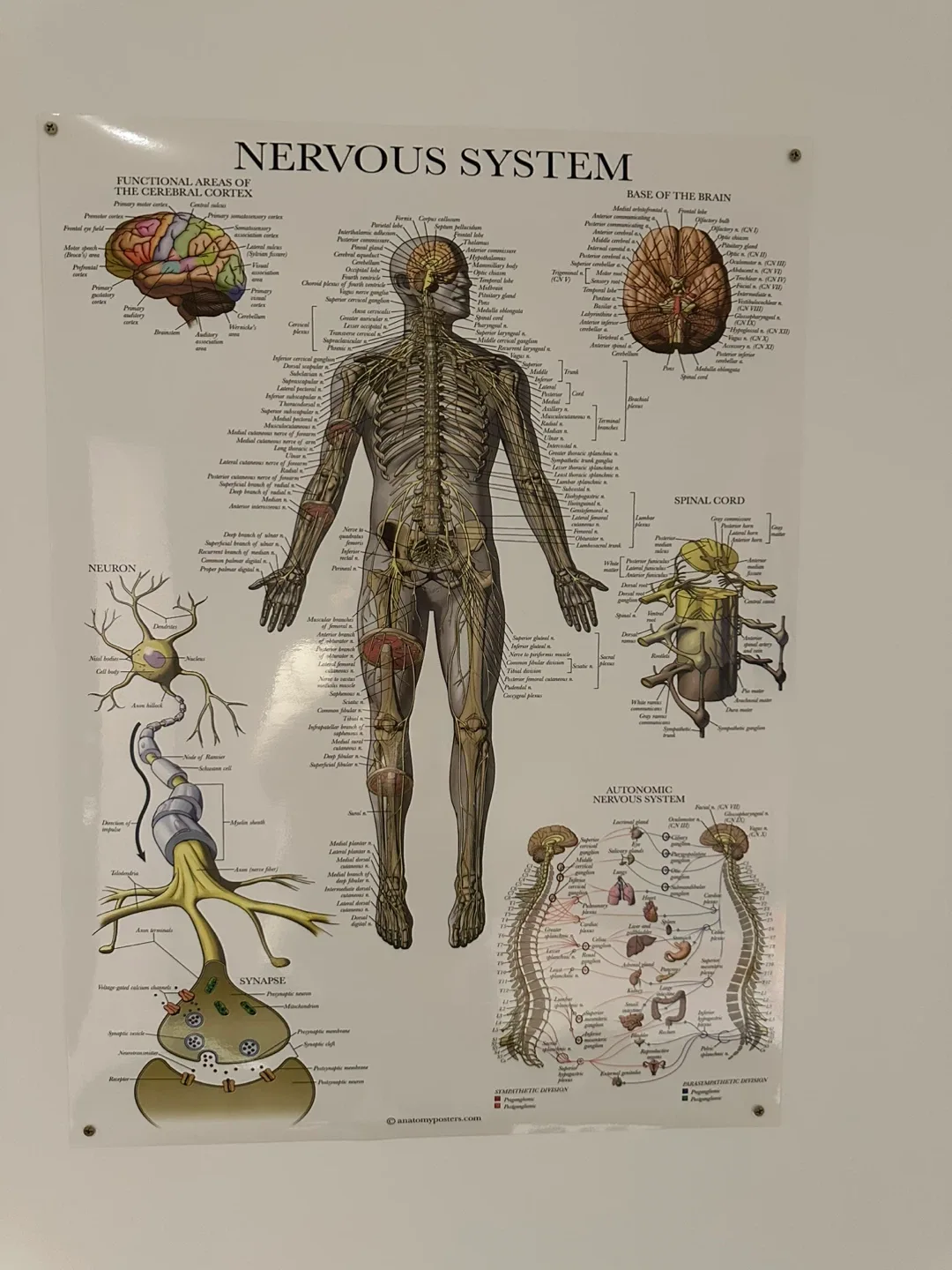Anatomy Posters Set image indicator(4)