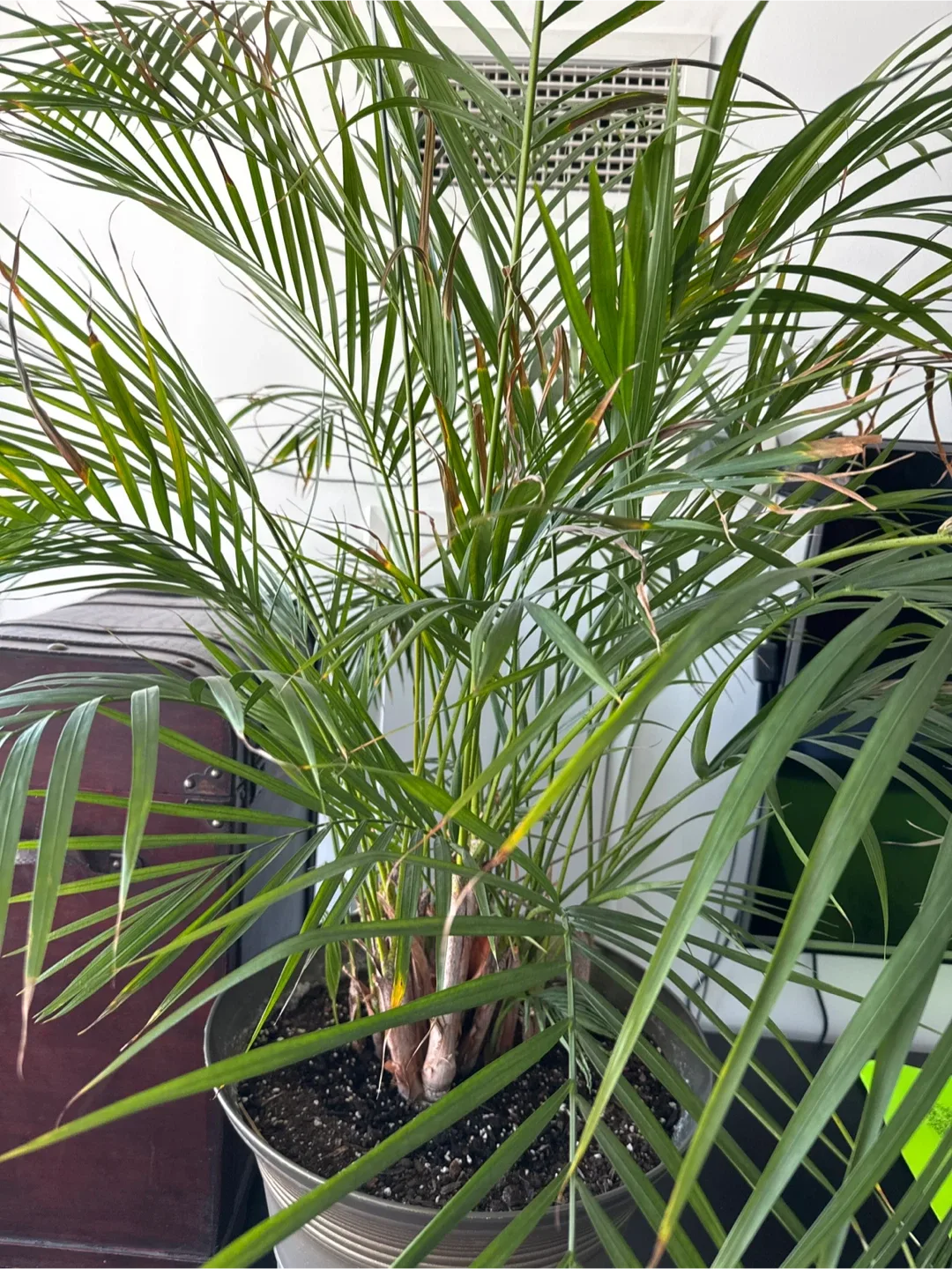 Large palm plant