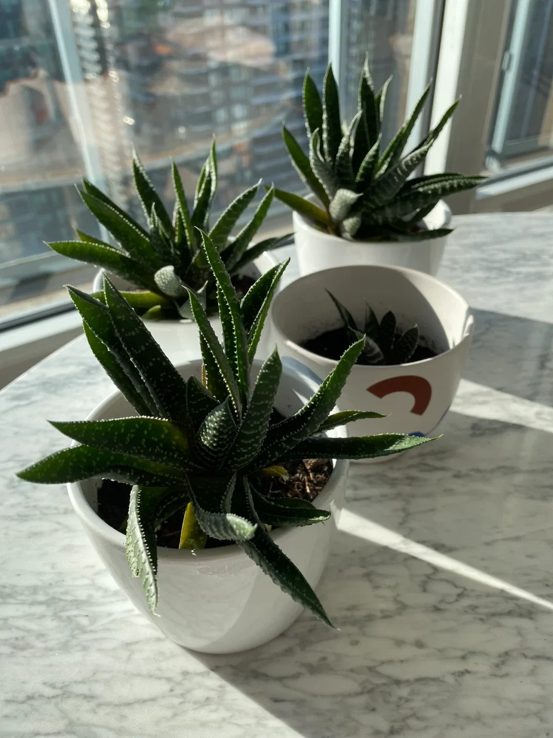 Potted House Plants image indicator(3)