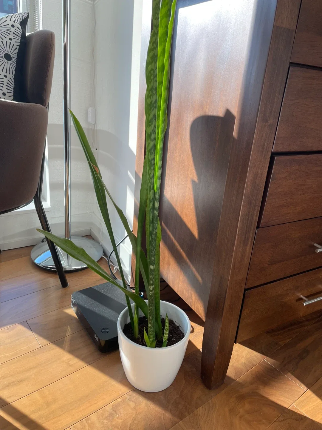 Potted House Plants image indicator(2)