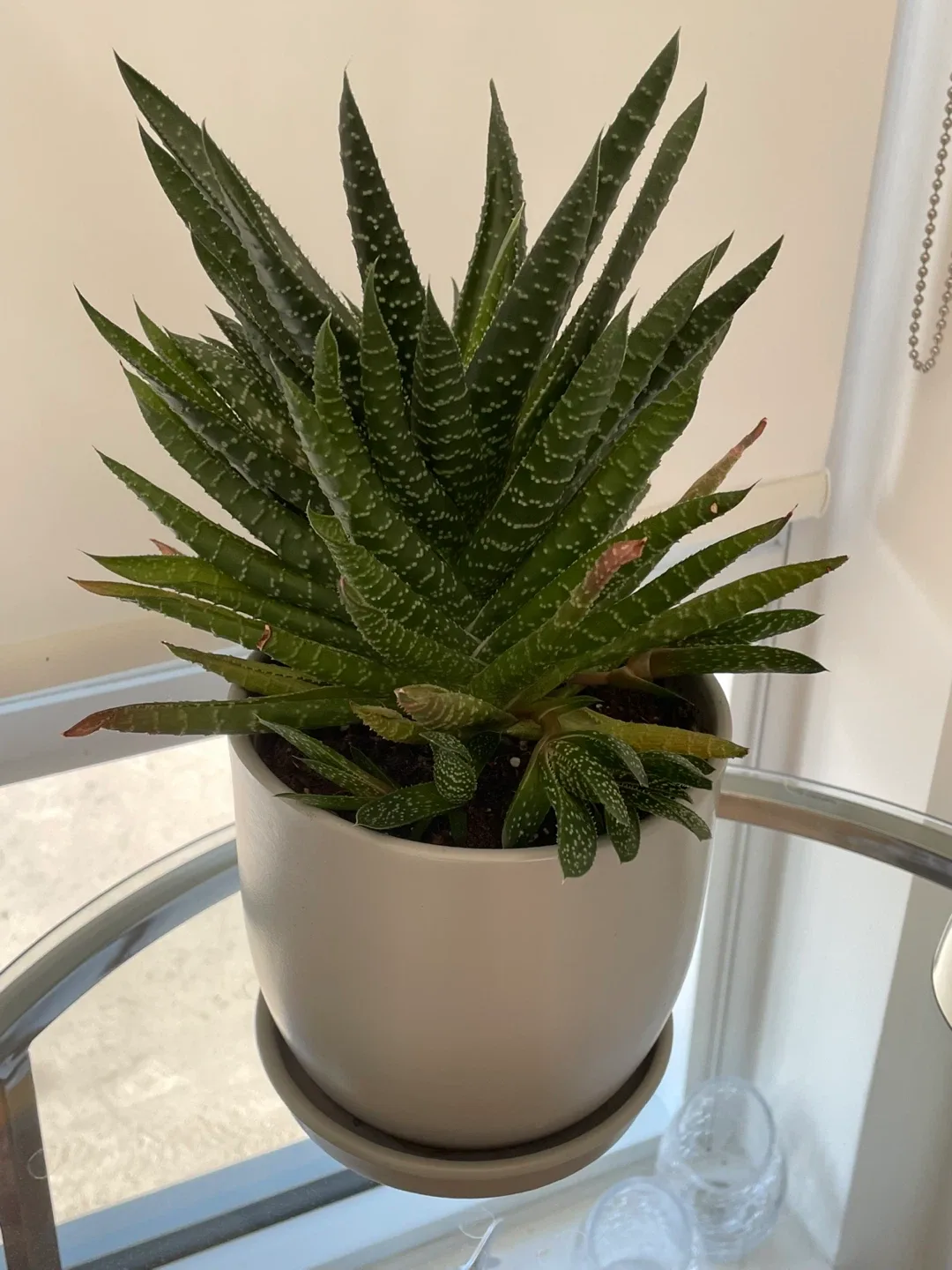 Potted House Plants image indicator(5)