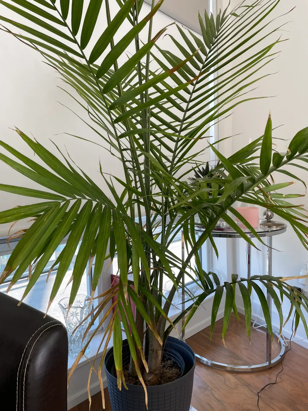 Potted House Plants image indicator(4)