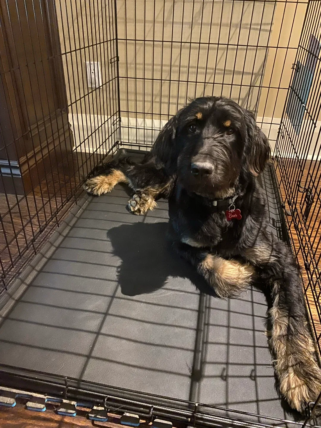 MidWest iCrate Folding Double Door Dog Crate - Extra Large