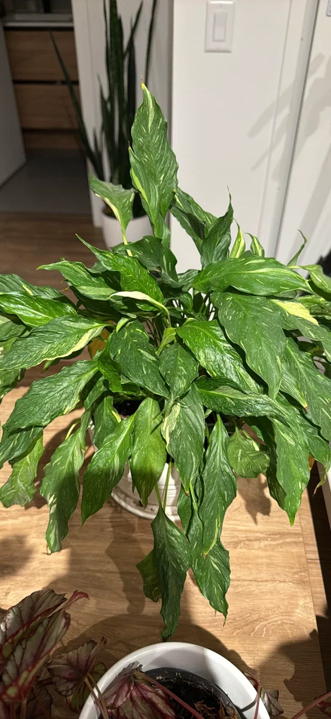 Indoor Plants for Sale image indicator(3)