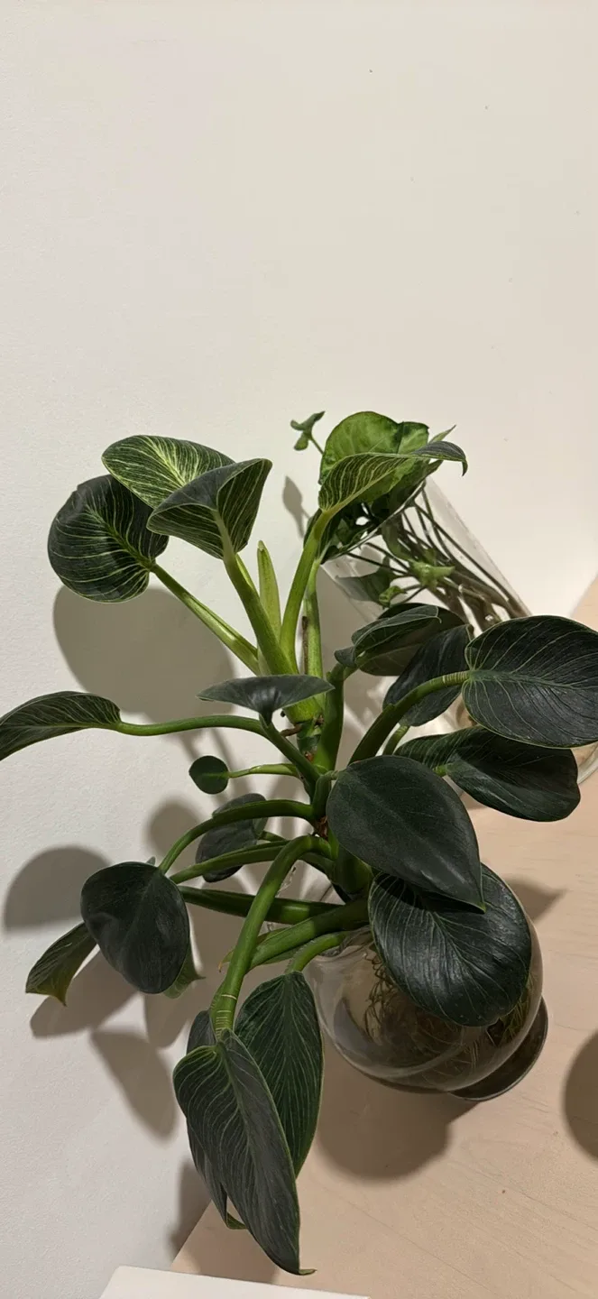 Indoor Plants for Sale image indicator(2)