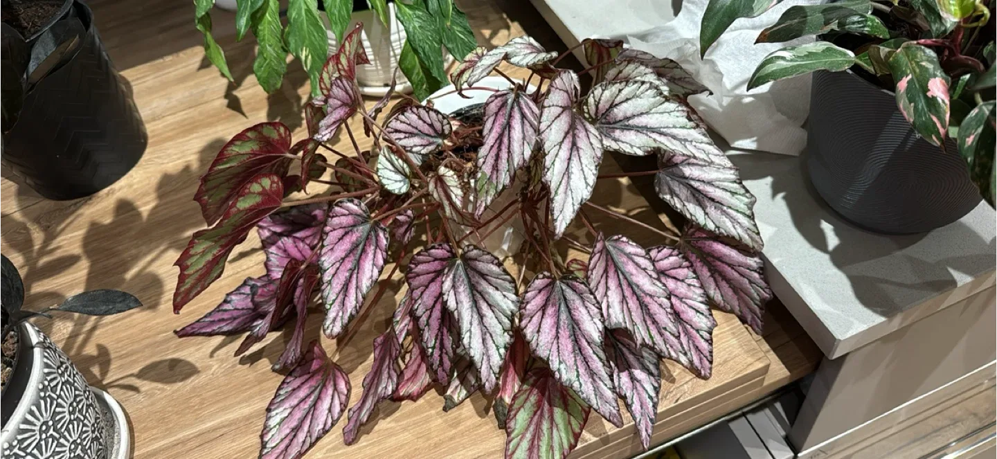 Indoor Plants for Sale image indicator(4)