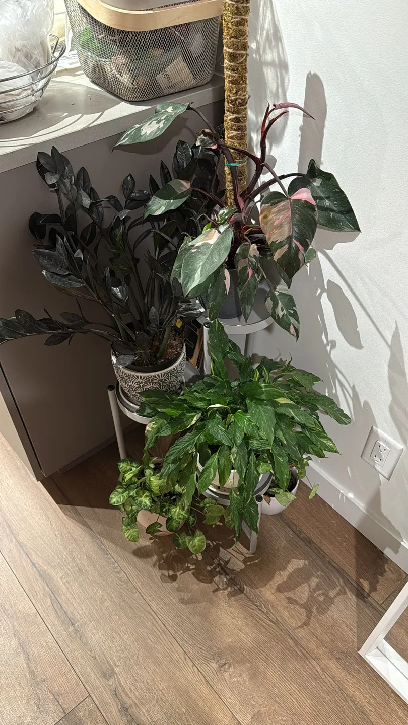 Indoor Plants for Sale image indicator(6)