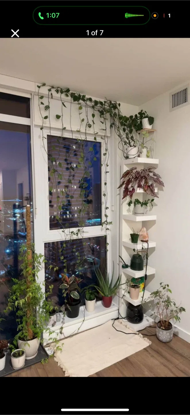 Indoor Plants for Sale