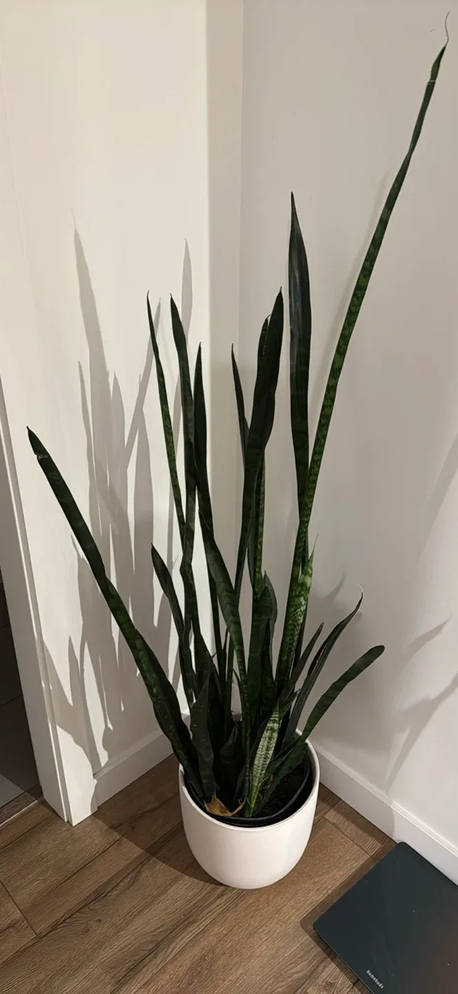 Snake Plant in White Pot