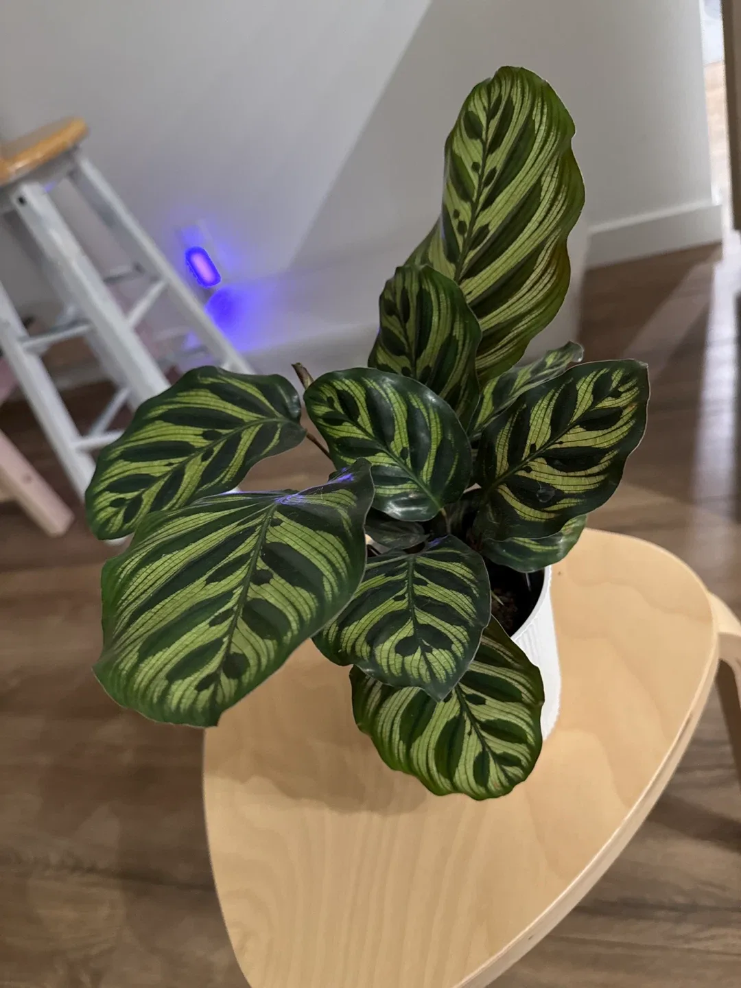 Calathea Ornata Pinstripe Plant