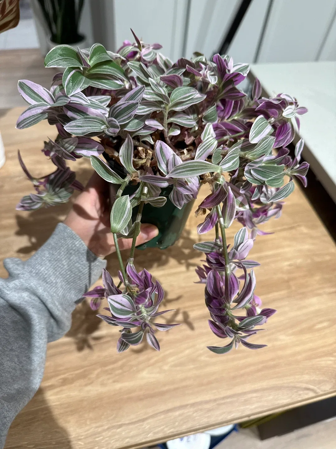 Tradescantia Zebrina Plant image indicator(2)