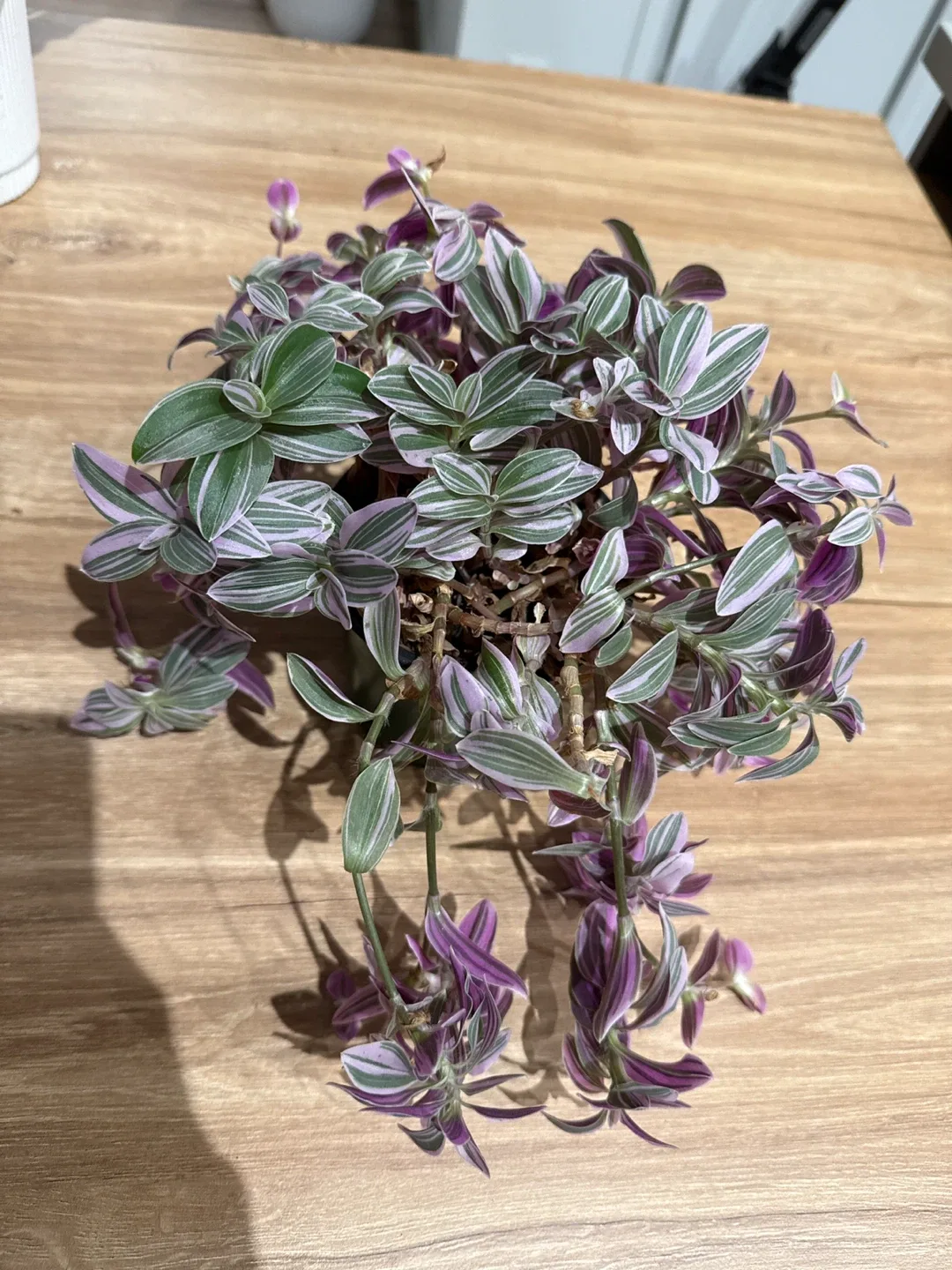 Tradescantia Zebrina Plant