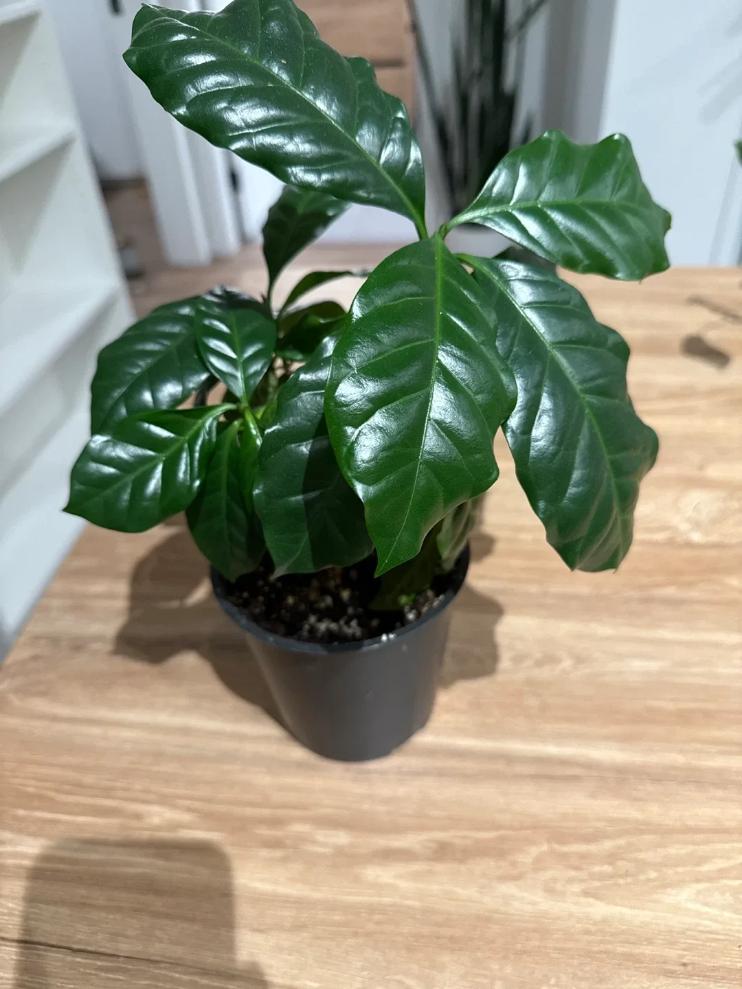 Potted Coffee Plant