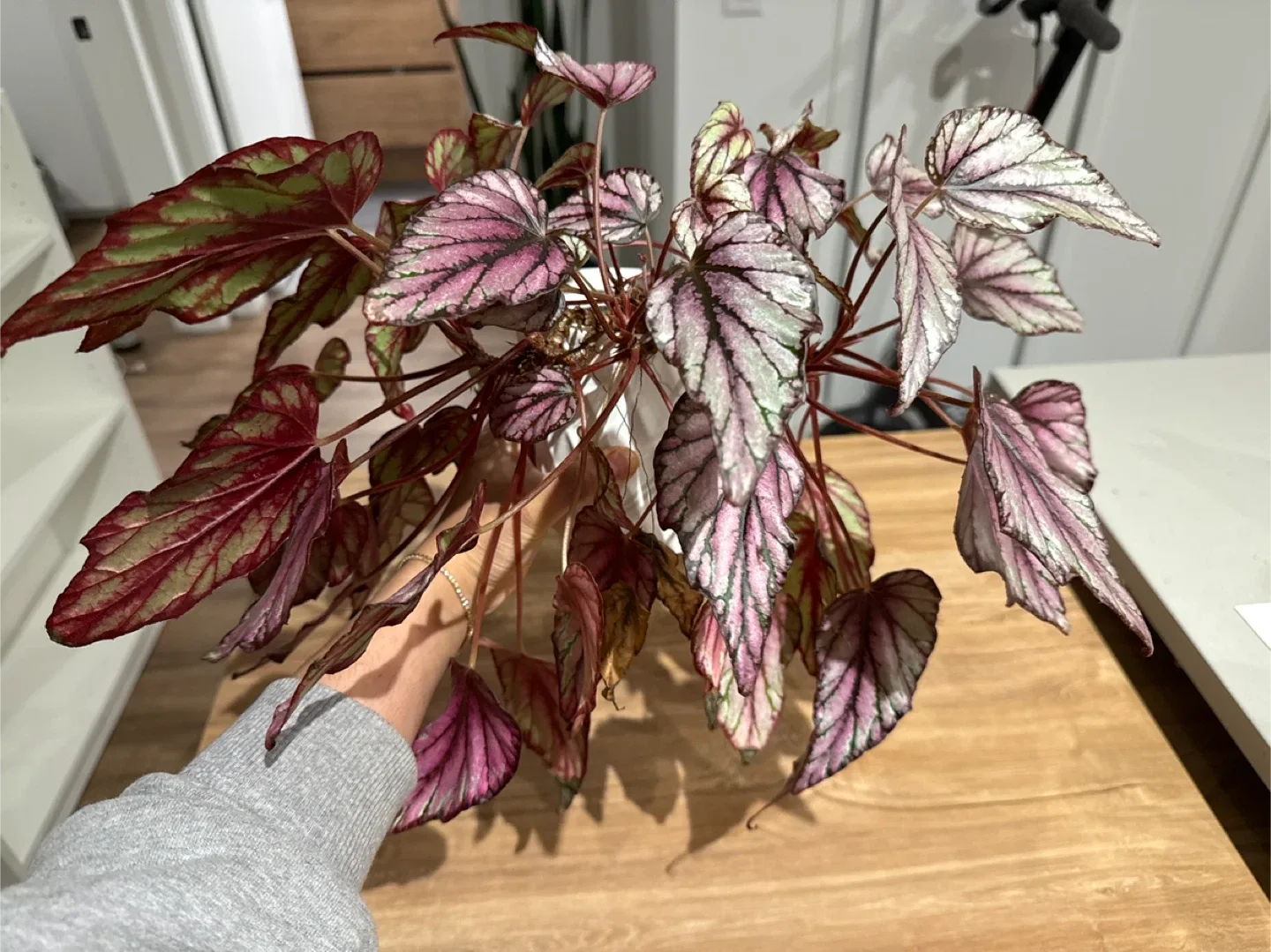 Begonia Rex Plant