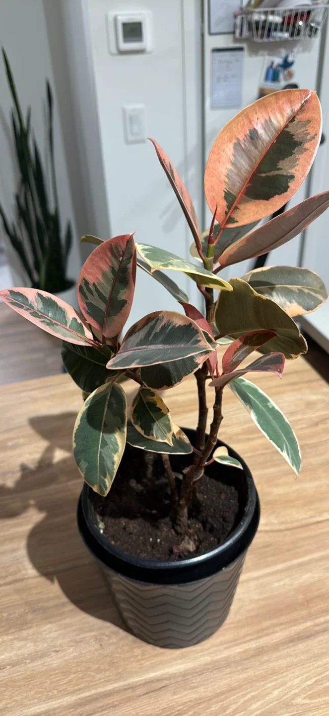 Rubber Plant in Black Pot