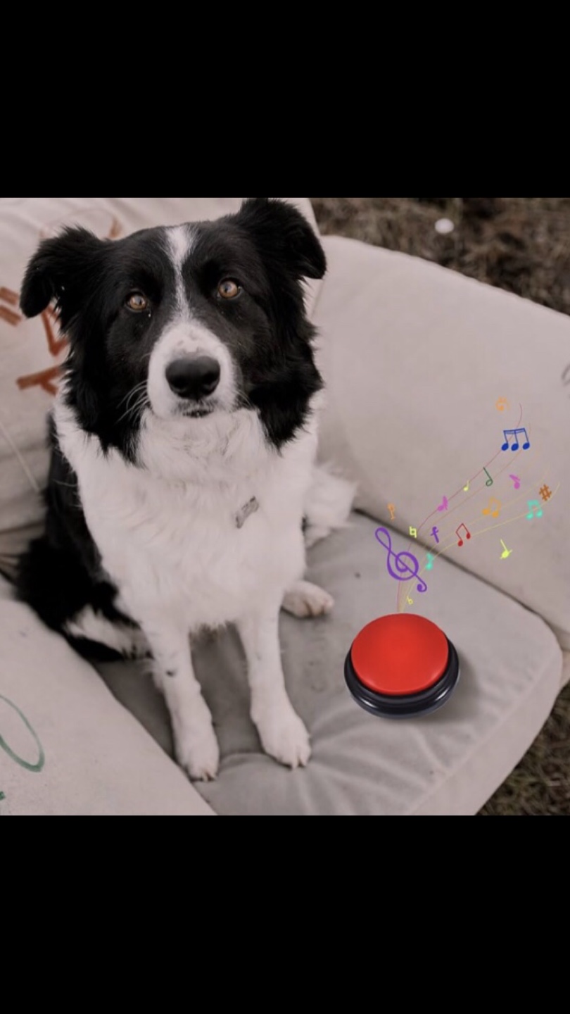 ✨NEW✨Pet Training/Play/Interactive Recorder