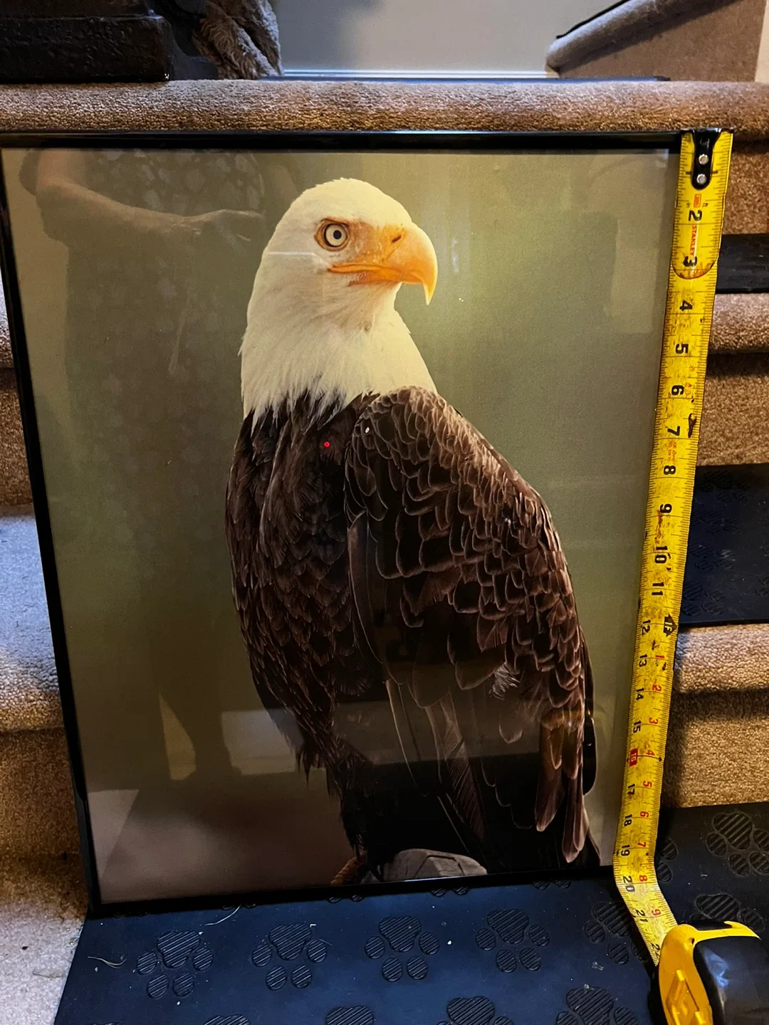 Glass Framed Eagle Picture