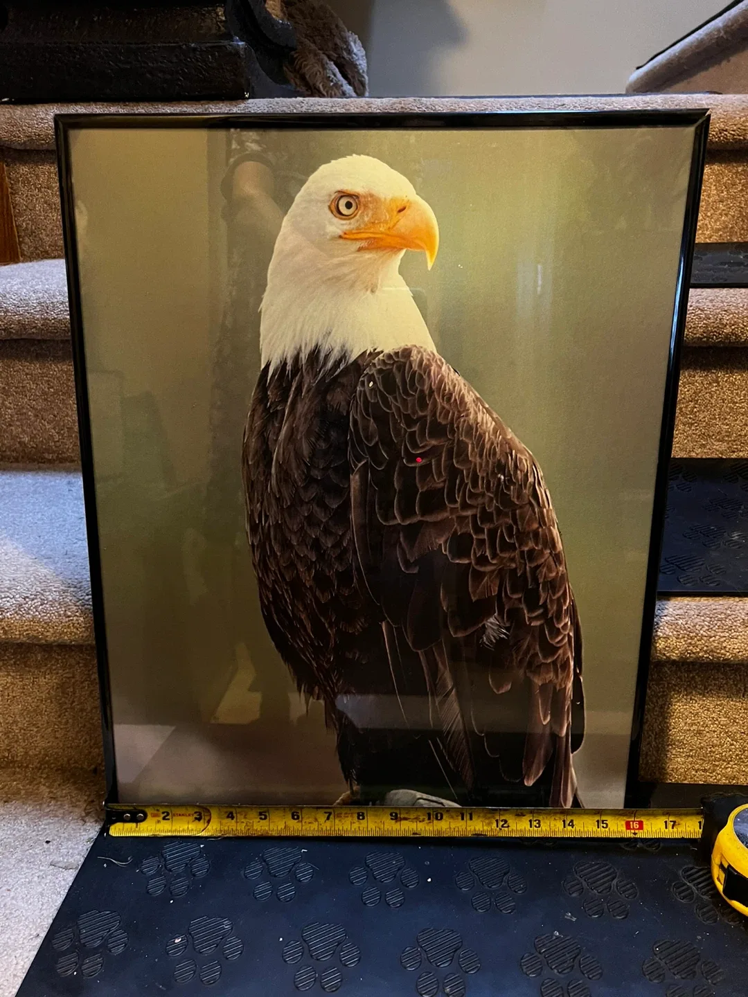 Glass Framed Eagle Picture image indicator(2)