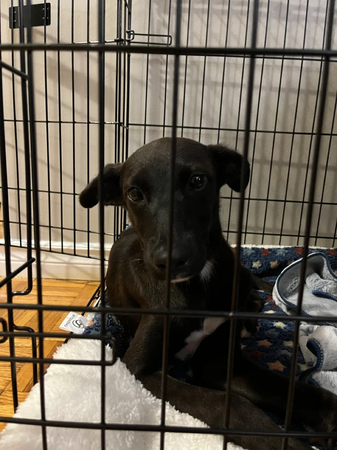 Foldable Double Door Dog Crate image indicator(3)