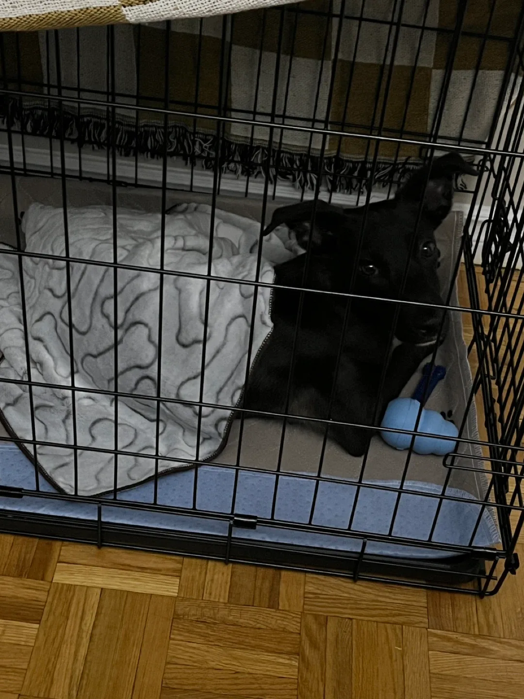 Foldable Double Door Dog Crate image indicator(4)