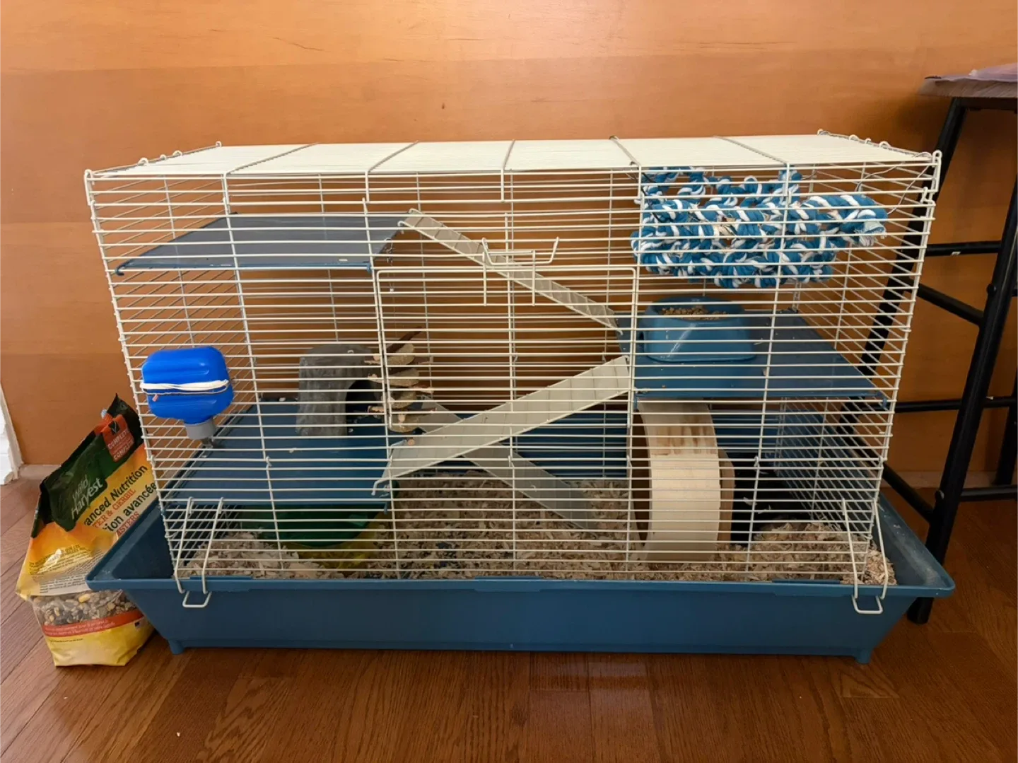 Our hamster needs a new home