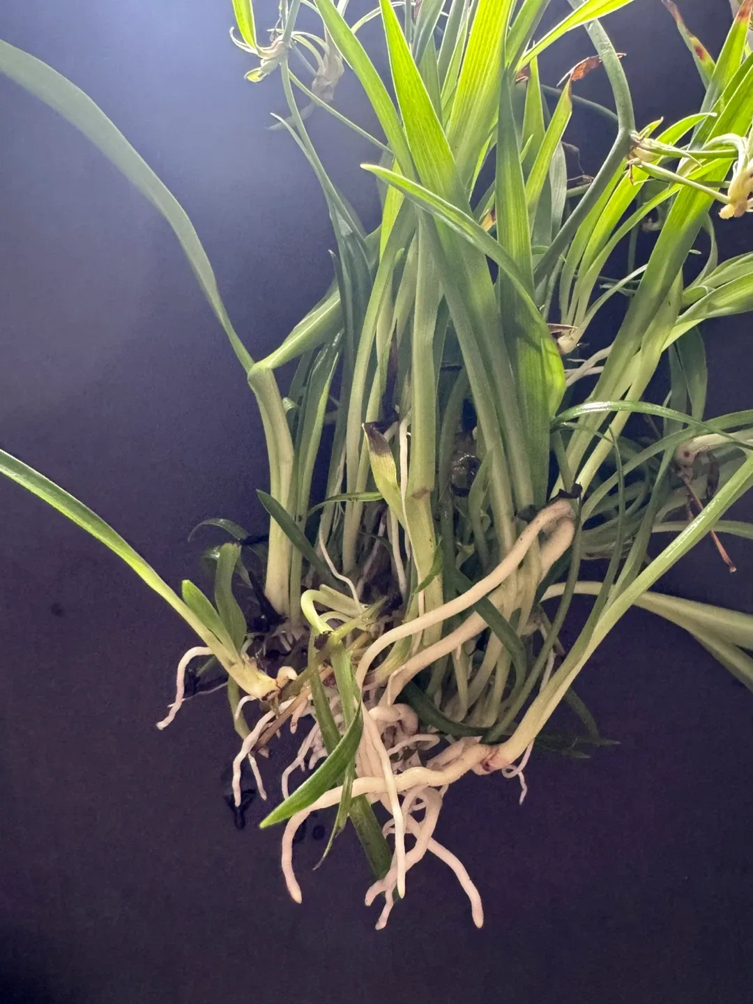 Moving soon and sale various of plants image indicator(10)