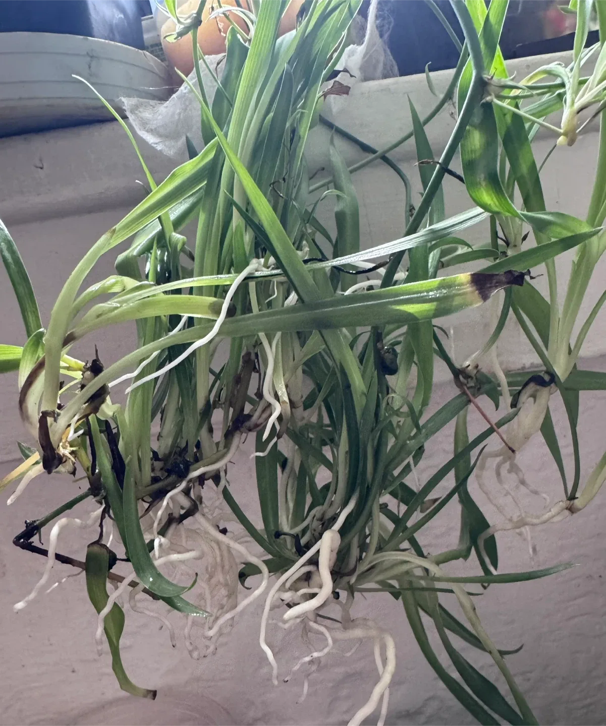 Moving soon and sale various of plants image indicator(9)