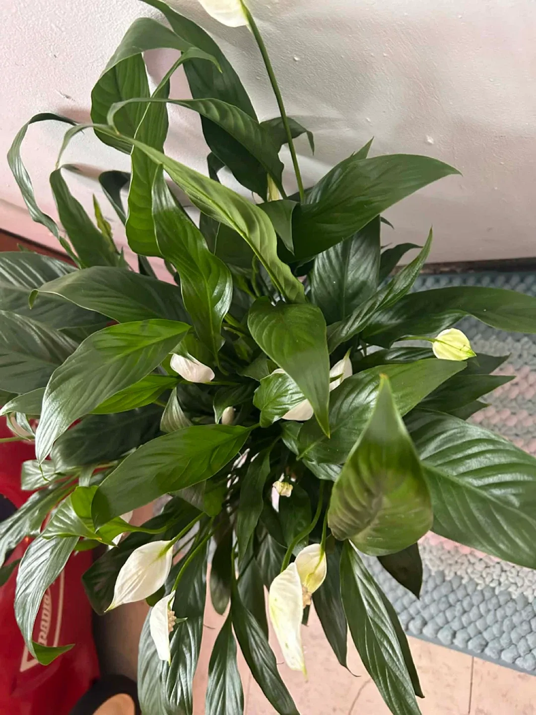 Peace Lily read description ⬇️ image indicator(5)