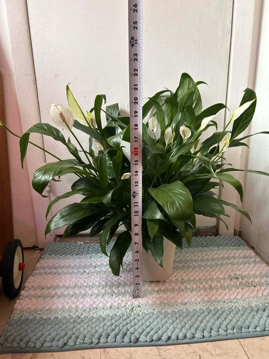Peace Lily read description ⬇️ image indicator(2)