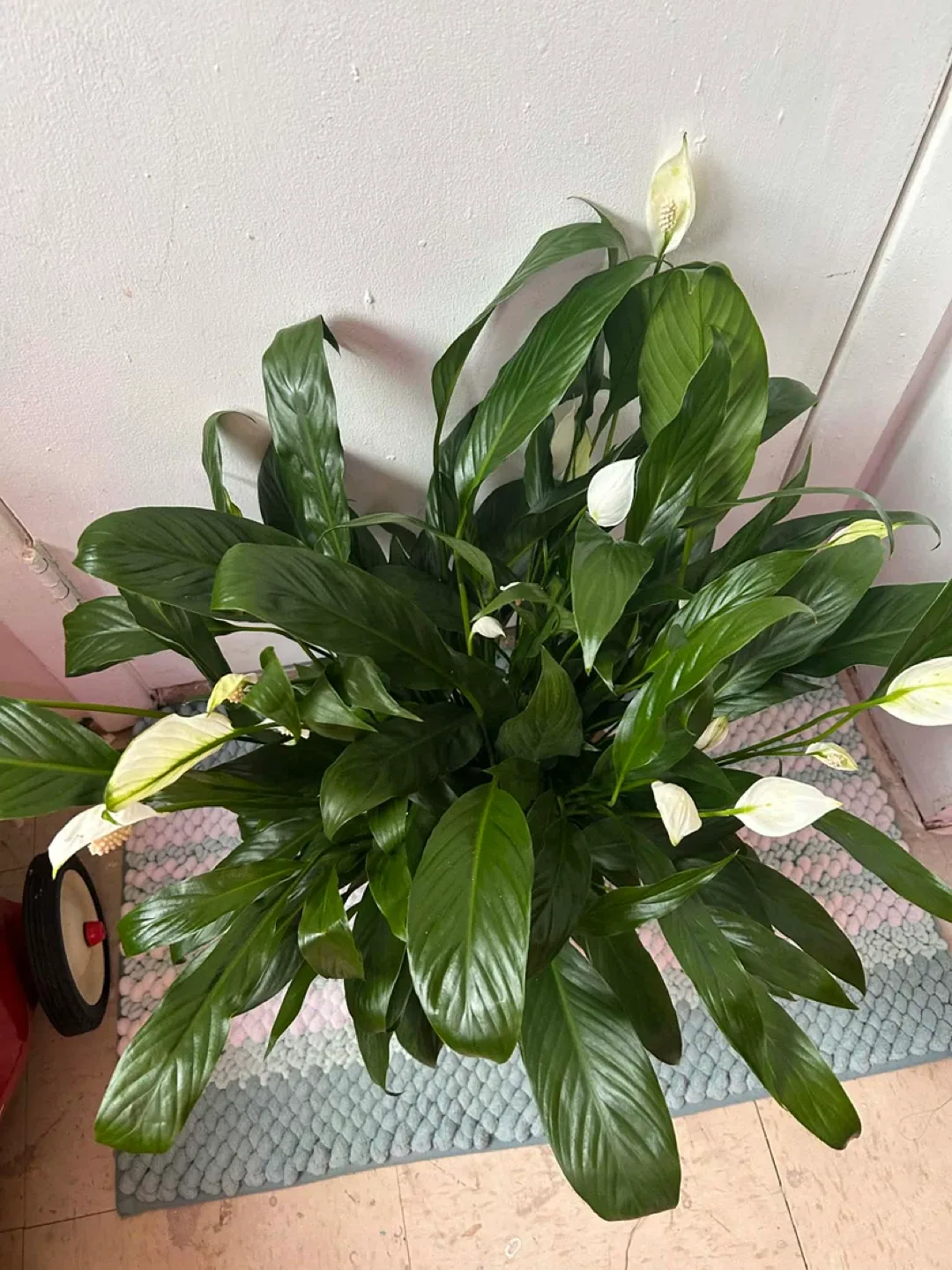 Peace Lily read description ⬇️ image indicator(4)