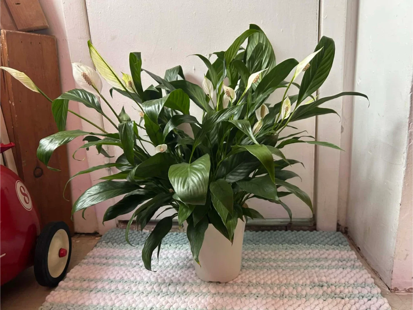 Peace Lily read description ⬇️