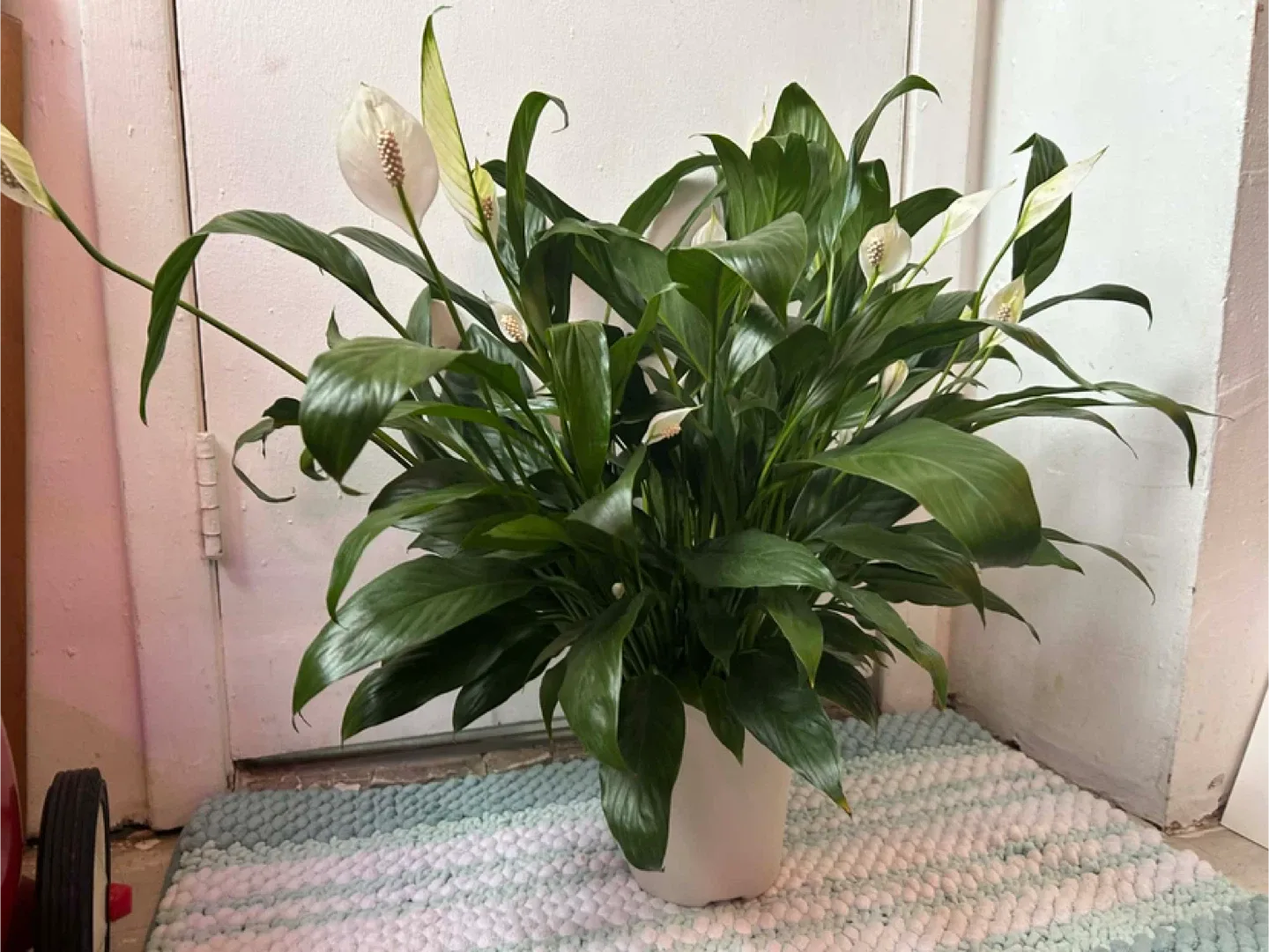Peace Lily read description ⬇️ image indicator(6)