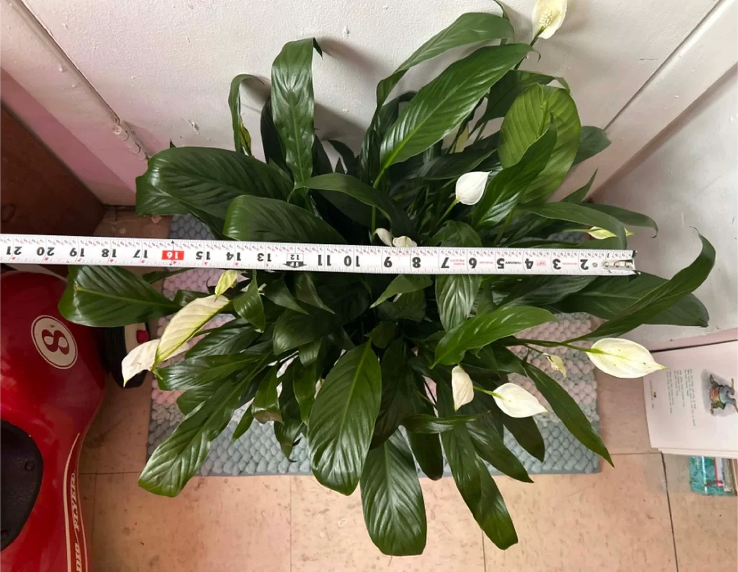 Peace Lily read description ⬇️ image indicator(3)