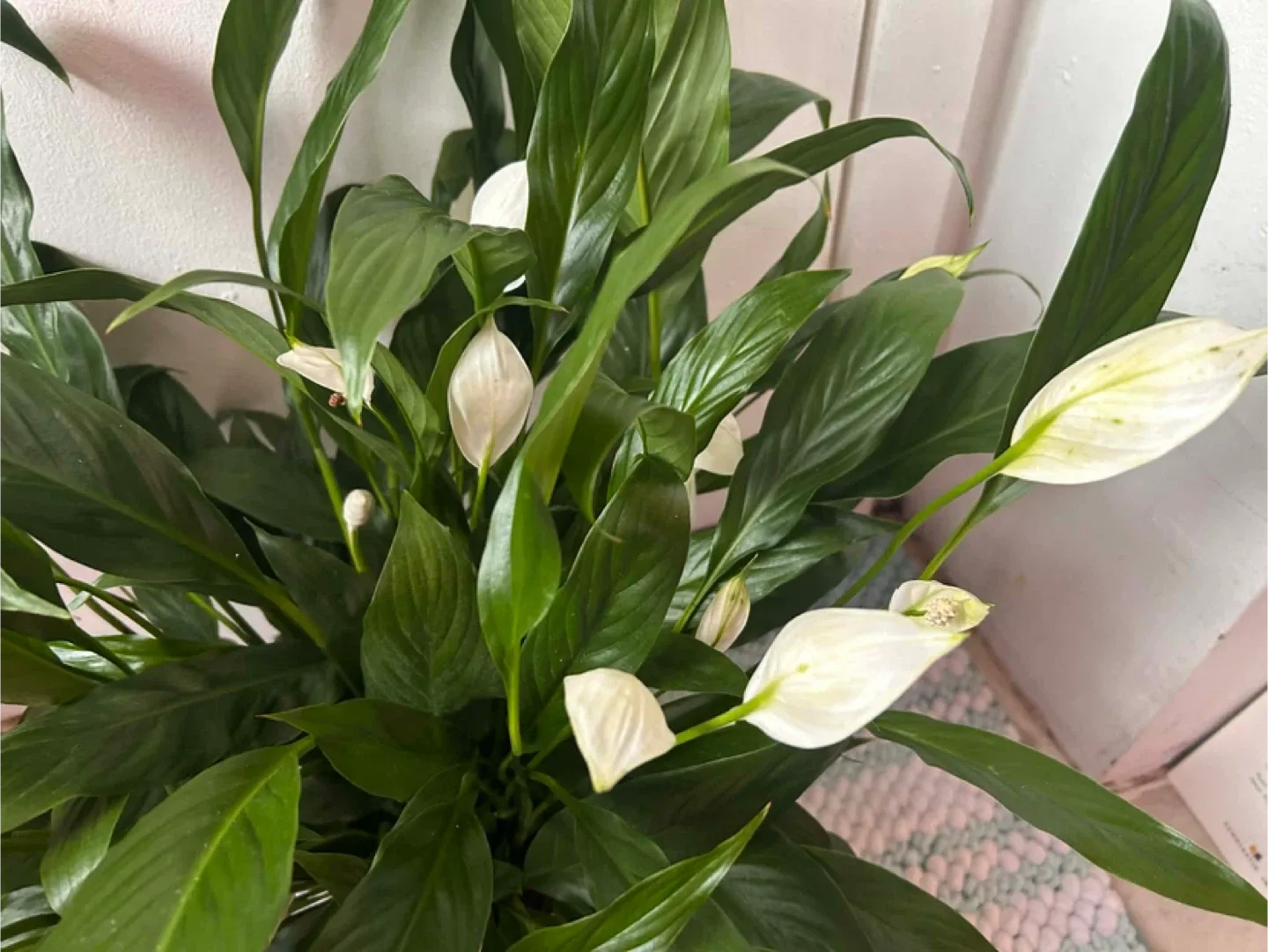 Peace Lily read description ⬇️ image indicator(7)