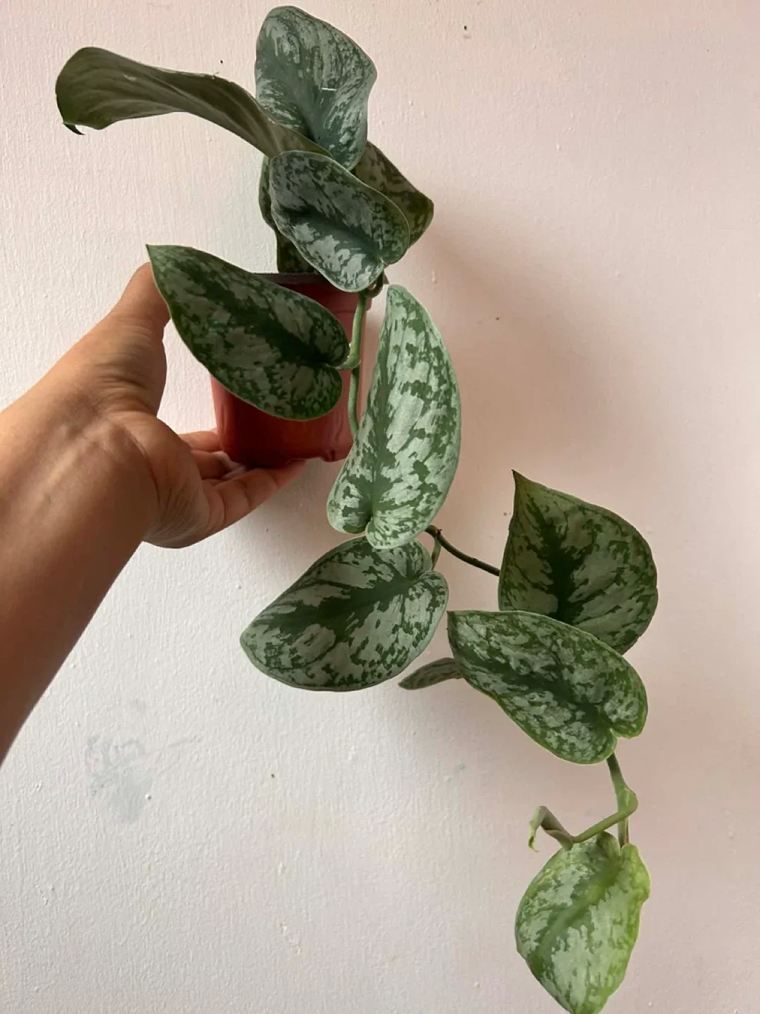 Scindapsus Exotica Read Description ⤵️