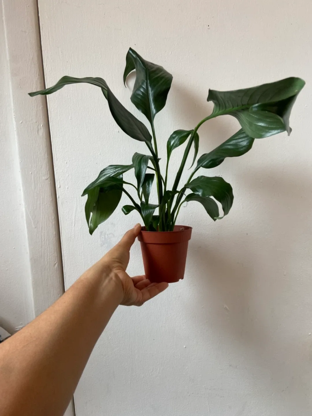 Peace Lily read description ⬇️