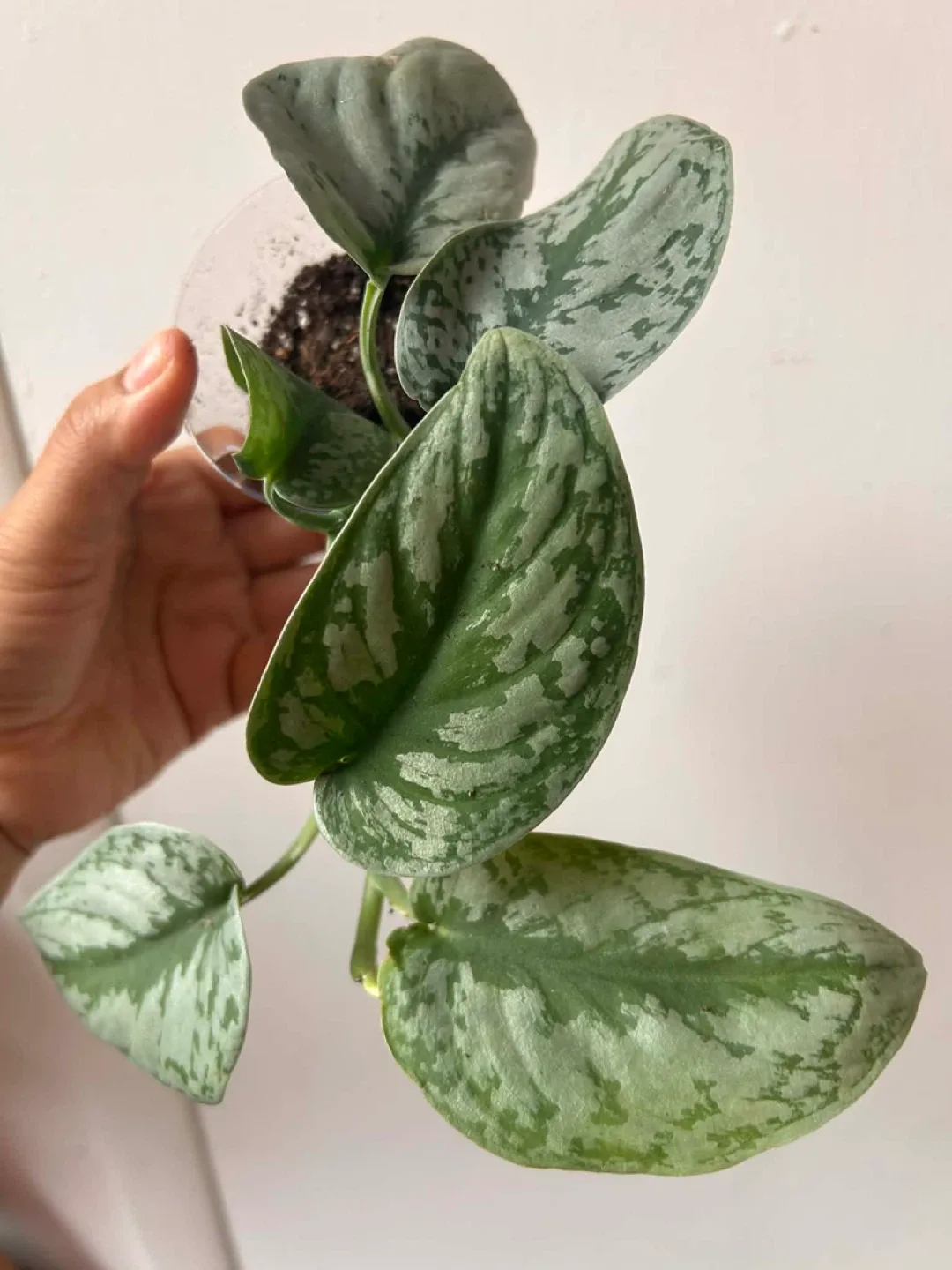 Scindapsus Exotica Read Description ⤵️