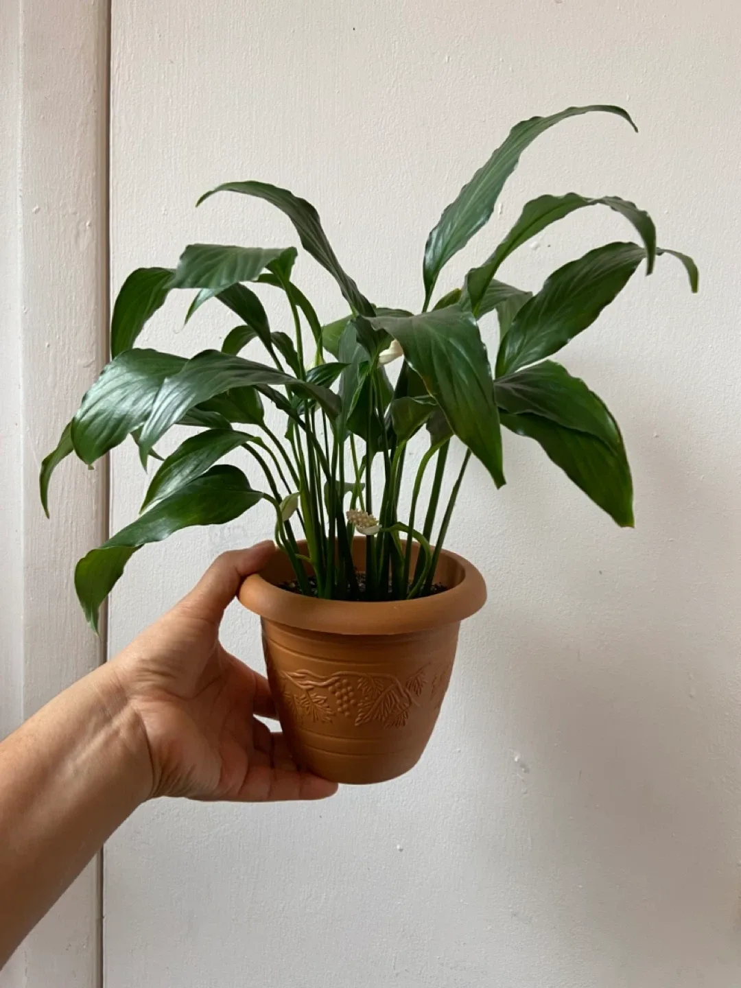 Peace Lily read description ⬇️