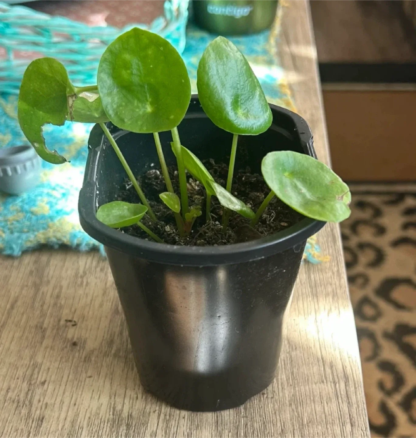 Pilea peperomioides Plant image indicator(2)