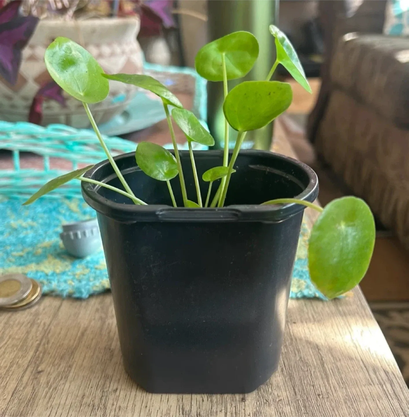 Pilea peperomioides Plant