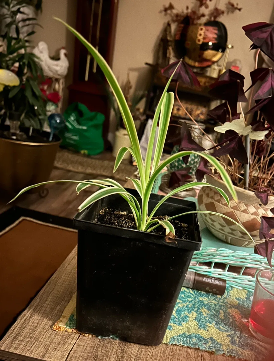 Spider Plant in Black Pot