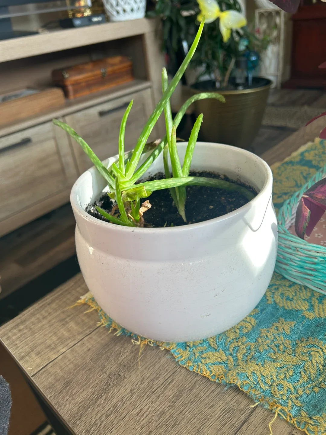 Aloe Vera Plant in White Pot