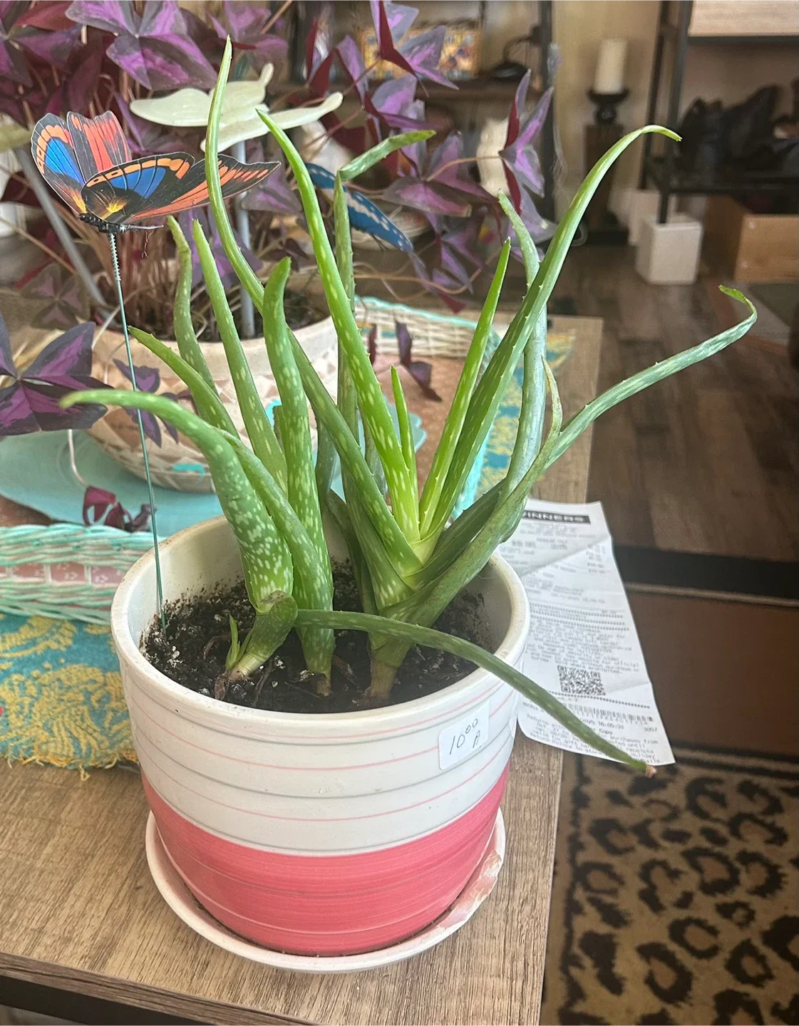Aloe Vera Plant in Striped Pot