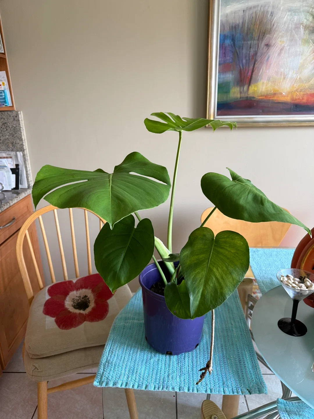 Monstera Deliciosa Plant