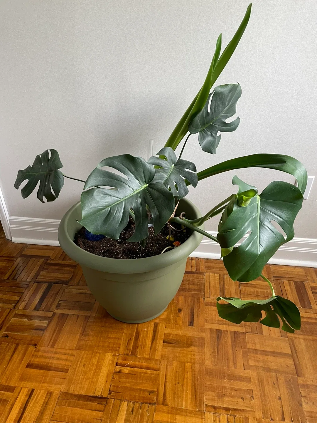 Monstera Plant and Amaryllis in Green Pot