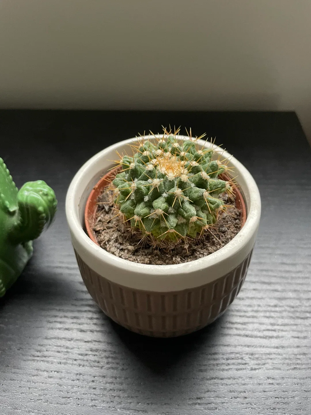 Cactus Plants in Decorative Pots image indicator(3)